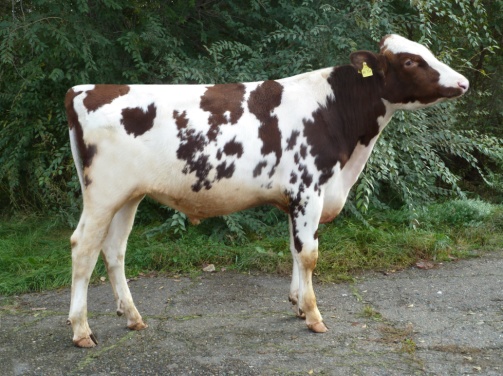 СПАРКИ 44754 КСГФ-297